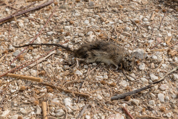 Dead mouse close up
