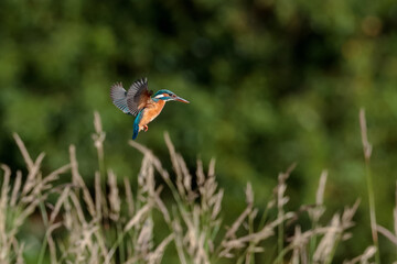 Close-up photo of a kingfisher while hunting, hanging in the air before an attack. Flying jewel. Common Kingfisher, Alcedo atthis.