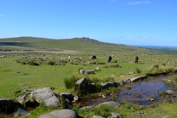 Clapper Bridge over Longash Leat with Dartmoor ponies grazing and a tor in the background. A...