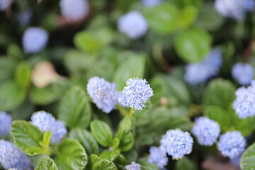 Purple Flowers and Green Leaves