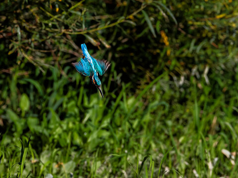 Close-up photo of a kingfisher fishing with a dive attack from the air. Flying jewel. Common Kingfisher, Alcedo atthis.