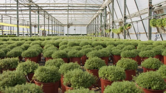 Large scale industrial greenhouse with thyme plants in pots