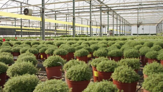 Large scale industrial greenhouse with thyme plants in pots