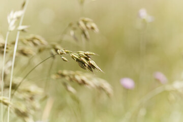 Nature background with wildgrass under sunlight. Selective focus. Plant background.