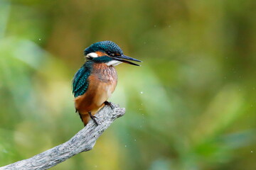 Close-up portrait of Common Kingfisher, Alcedo atthis, lurking on a twig, against a background of a green bushes. Flying jewel