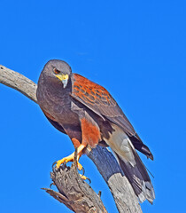 Harris Hawk Perched
