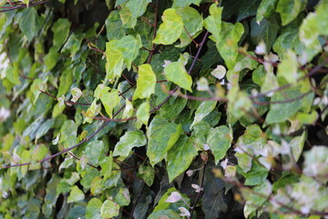 Fototapeta premium Green Leaves