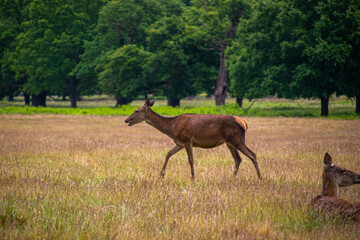 Photo of a beautiful, big and wild deer standing relax in the nature in a forest in Richmond Park, London