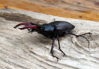 Male stag beetle (lat. Lucanus cervus) close-up