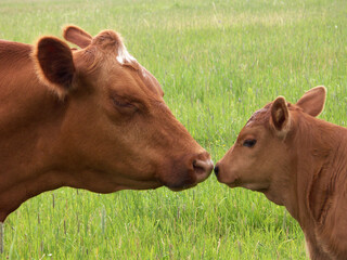 Mother cow and calf kiss © Howard