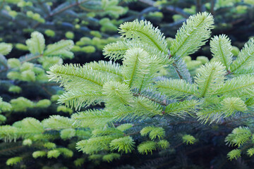 Light young shoots on coniferous branches.