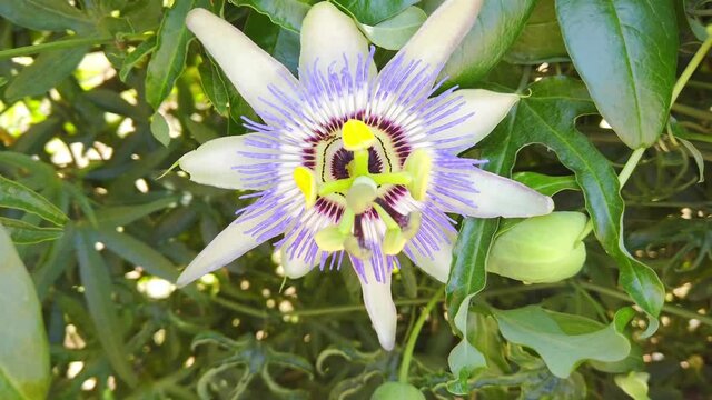Blooming pasiflora, green stems and leaves. exotic passiflora flower close-up.