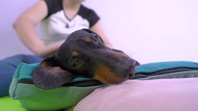 A cute dachshund dog sleeps on a pillow while massaging its hind legs. Prevention and rehabilitation of animals.
