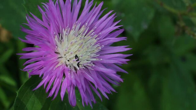 Beautiful purple flower with little bug inside