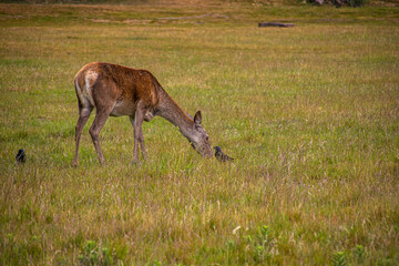 Photo of a beautiful, big and wild deer standing relax in the nature in a forest in Richmond Park, London