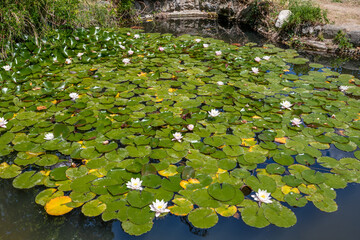 The Wild water lilies in a pond