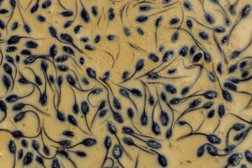 olivar da Pega, Monsaraz, , Portugal