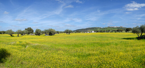 olivar da Pega, Monsaraz, Portugal