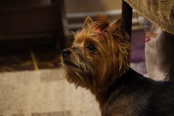 Yorkshire terrier small pet dog 