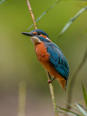 Close-up portrait of Common Kingfisher, Alcedo atthis, lurking on a twig, against a background of a green bushes. Flying jewel