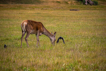 Photo of a beautiful, big and wild deer standing relax in the nature in a forest in Richmond Park, London