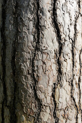 Wood patern from a tree