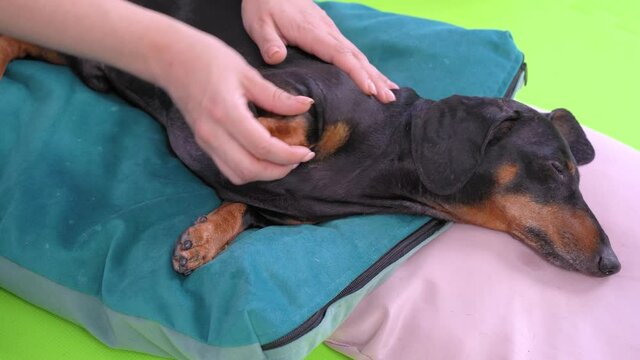 The owner at home makes massage of the front paw muscles of  dachshund after rehabilitation or prophylaxis of the animal discopathy. Pet care and treatment concept.