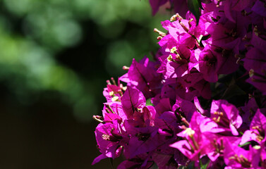 Close-up of small fuchsia-colored flowers against the bright green vegetation background.