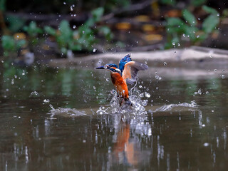 Fototapeta premium Kingfisher fleeing from the water between the grass stalks and splashing water drops. Flying jewel. Common Kingfisher, Alcedo atthis,