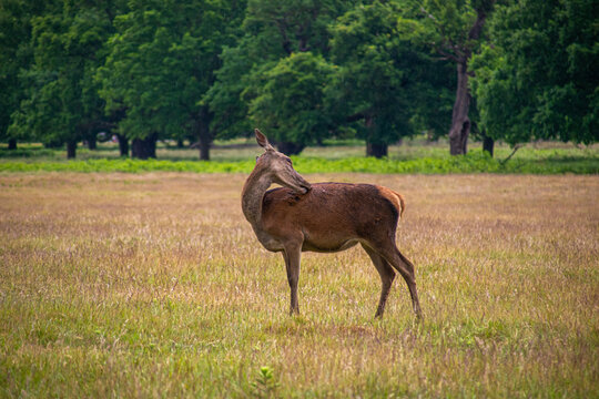 Photo of a beautiful, big and wild deer standing relax in the nature in a forest in Richmond Park, London