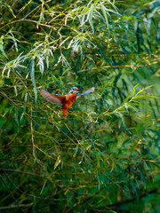 Close-up photo of a kingfisher while hunting, hanging in the air before an attack. Flying jewel. Common Kingfisher, Alcedo atthis.