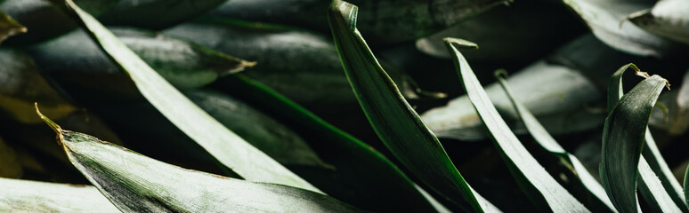 close up view of green pineapple leaves, panoramic shot