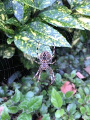Orb Spider in a Web