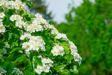 Beautiful flowers growing on a tree