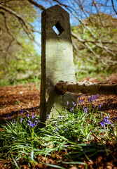 Bluebells at Shibden Woods