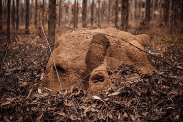 Fototapeta premium deer in the woods