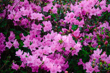  bush of purple flowers