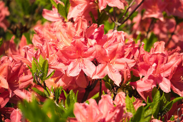 Coral flowers close up