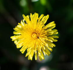 \dandelion