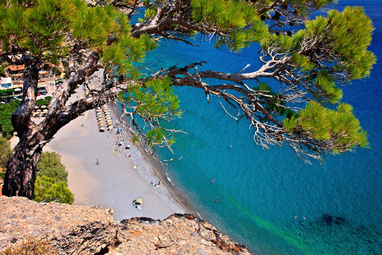 CRETE ISLAND, GREECE. Pine tree hanging on a cliff over Agia Fotia beach, Ierapetra municipality, Lasithi prefecture.