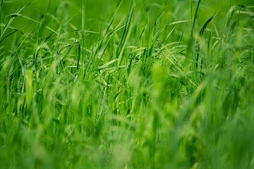 Fluffy green grass in spring