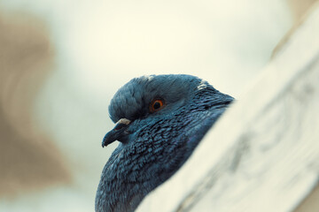 Gloomy dove sits on the roof.