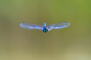 Closeup photo of dragonfly with transparent wings, neutral colorful background. Anax imperator.