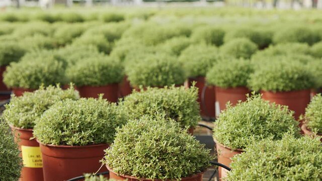Large scale industrial greenhouse with thyme plants in pots