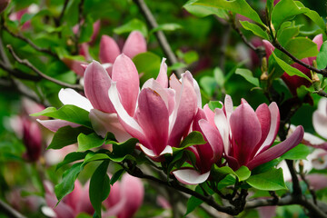 Large flowers growing on a tree