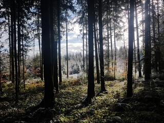 Nature Switzerland