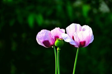 Obraz premium Lilac opium poppy plant & flower. Close-up pink flower opium poppy plant, seed head in sunny day. Poppy flower plant on green background. Macro details of opium poppy flower plant. Harvest concept
