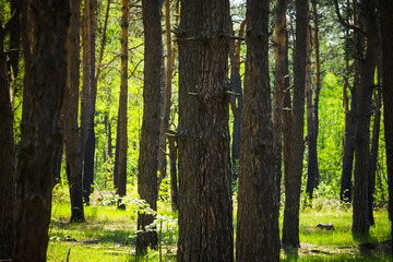 Pine trunks in the spring forest