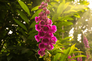Fingerhut im Frühsommer im Elsass