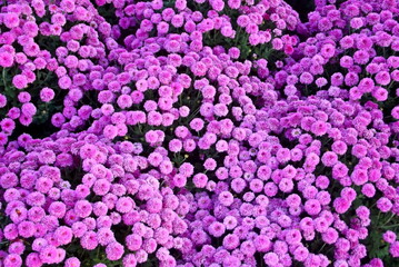 Pink purple flowers. Chrysanthemum daisy flowers background pink purple pattern. Pink flowers bouquet floral chrysanthemum background. Floral purple many daisies wallpaper background garden meadow